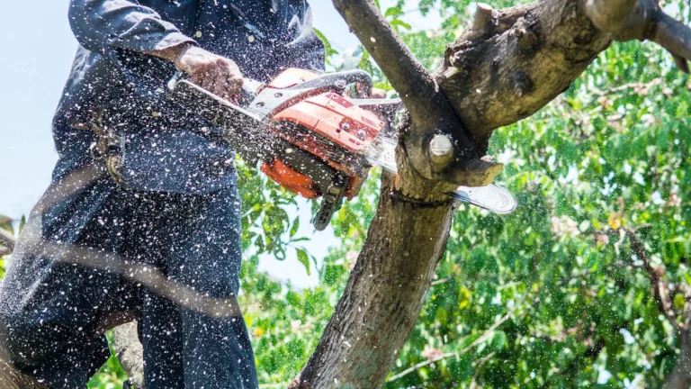 tree service la crosse wi reviews