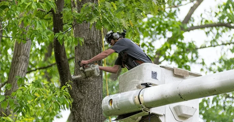 best tree service in la crosse wi