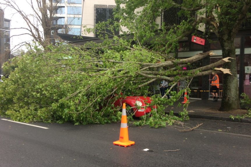 tree service la crosse wi