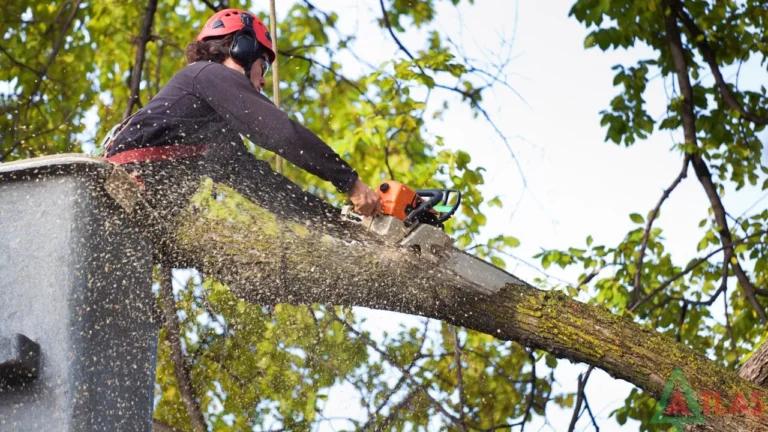 tree services in la crosse wi