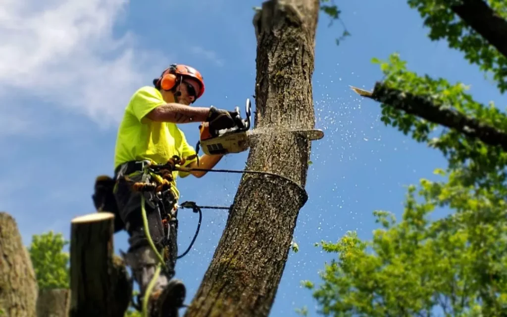 tree services la crosse wi