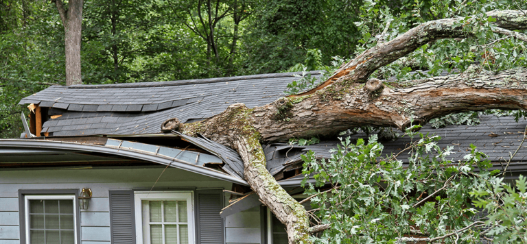 Emergency tree services in La Crosse WI