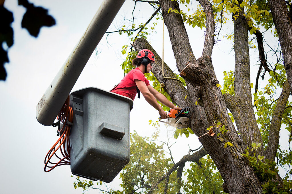 tree service la crosse wi