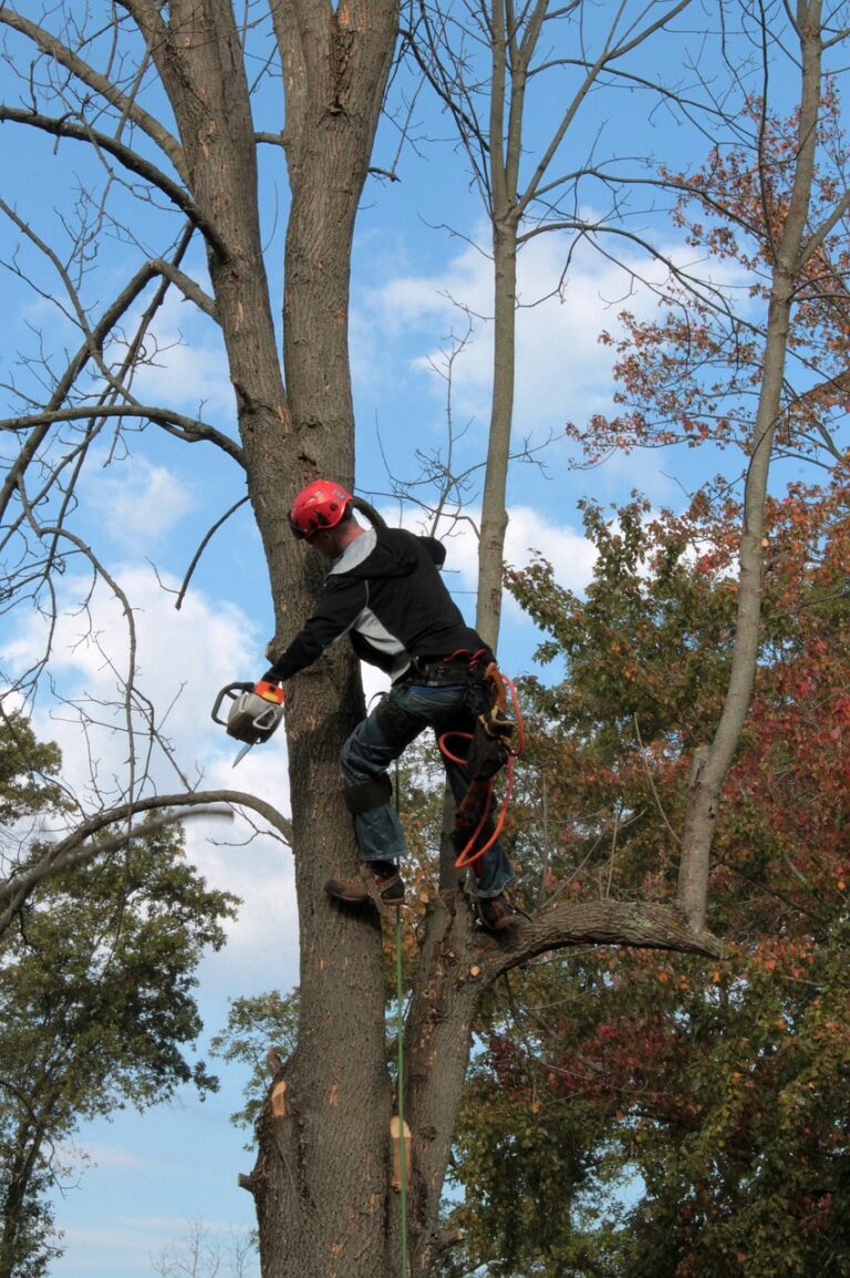 tree removal in la crosse wi