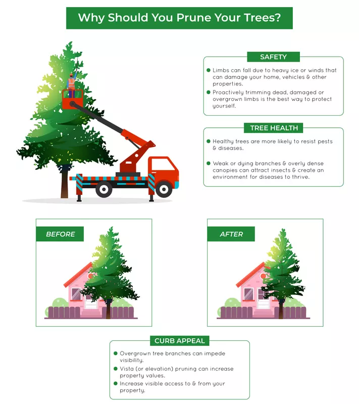 tree trimming service la crosse wi