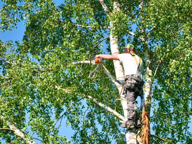 tree trimming la crosse wi