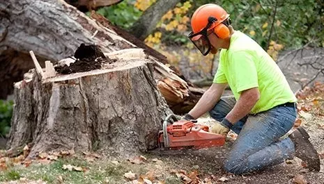 la crosse stump grinding and removal services