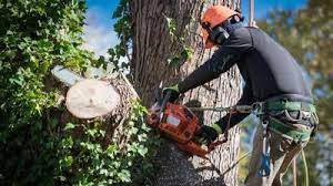 la crosse wi tree services