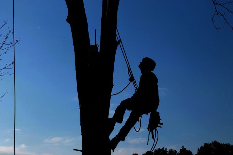 tree cabling and bracing service in la crosse wi